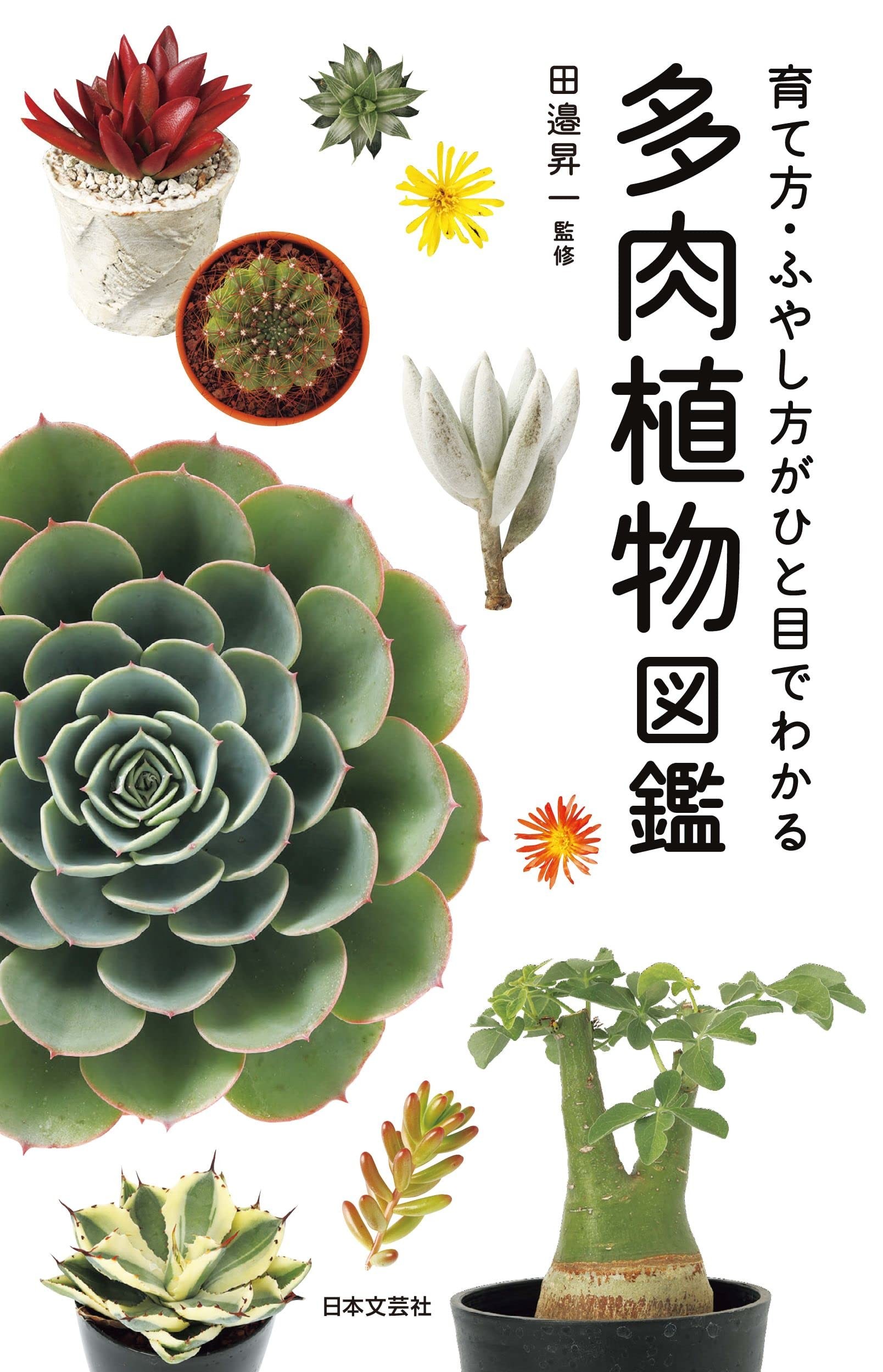 国内で入手可能な多肉植物997種類を網羅 多肉植物図鑑 発売 ニュース Rooftop