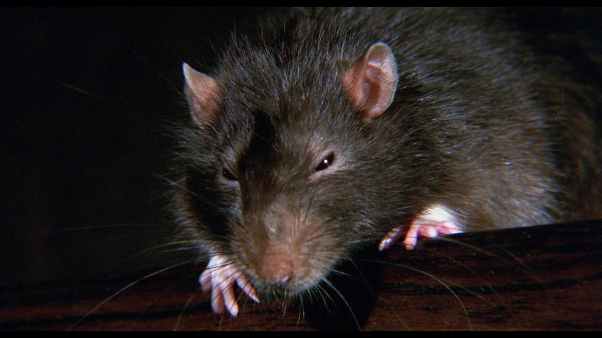 ネズミが世紀の名演！ CGナシでヒトを襲う！ そして泣ける!! 幻の動物 