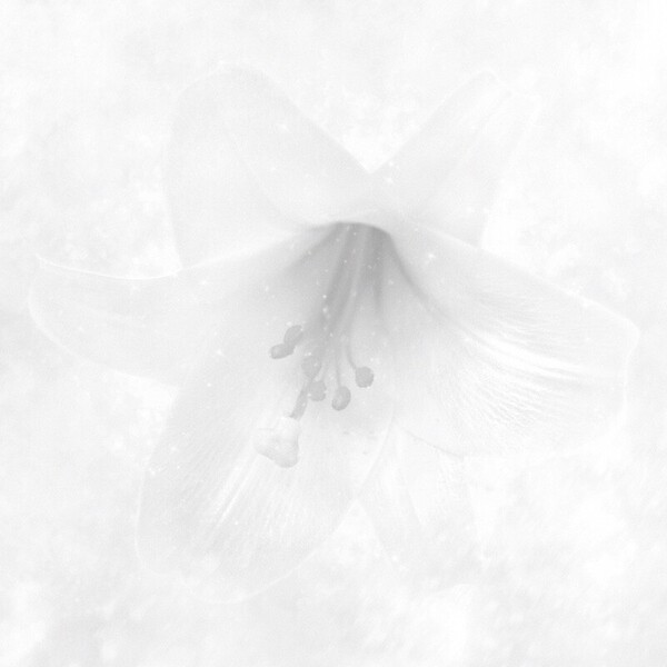 RAY 4th ALBUM『WHITE』_表1_3000x3000.jpg