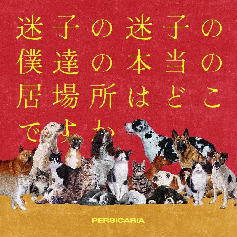 ペルシカリア / 迷子の迷子の僕達の本当の居場所はどこですか ペルシカリア、4th EP「迷子の迷子の僕達の本当の居場所はどこですか