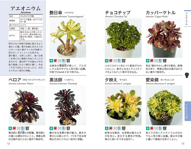 多肉植物。 專用図 イラスト＆写真で見る多肉植物の楽しみ方と育て方 絶対に枯らさない